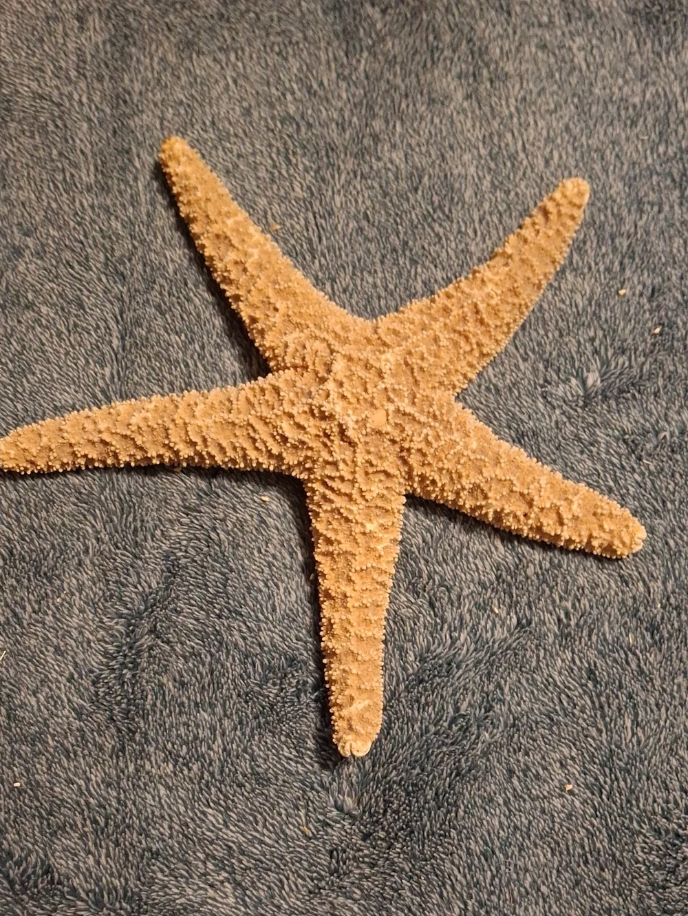 Natural Dried Starfish - Sand Beige Coastal Decor